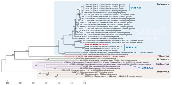신종 코로나바이러스 한국 분리주 유전자 계통. 연구진은 이번 연구결과 분리된 바이러스를 ’BetaCoV/Korea/SNU01/2020’(그림 내 빨간색)으로 명명했다. (서울대병원 감염내과 제공).