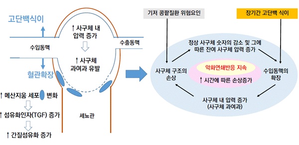 고단백섭취로 인한 콩팥기능 감소기전(자료 대한신장학회 제공).