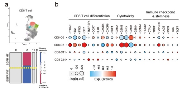 EGFR 돌연변이와 EGFR 야생형 폐암 조직에서 CD8 T세포 아형의 유전자 발현량의 차이.