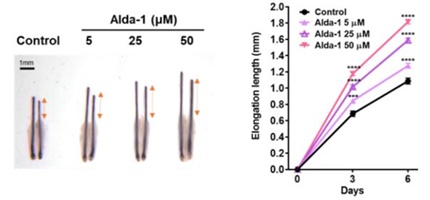 인간 모낭 기관배양 모델에서 ALDH2 활성화제(Alda-1) 처리 후 성장한 머리카락의 길이 비교.